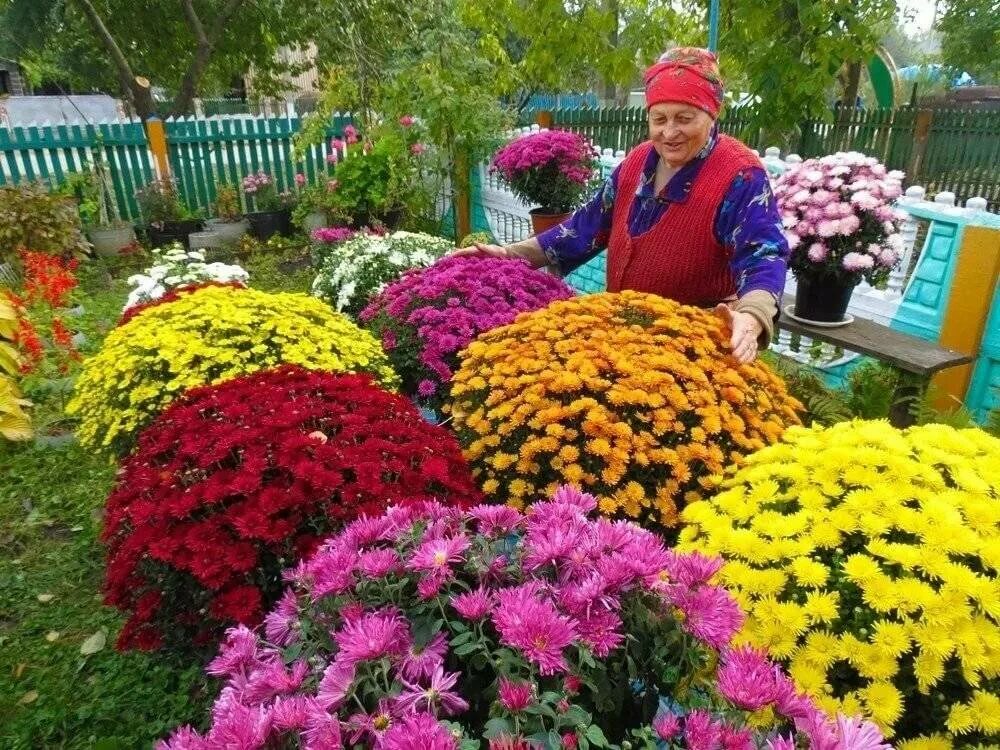 Как посадить хризантему