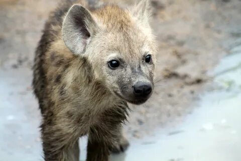 File:Hyena 4 (11645237354).jpg. 