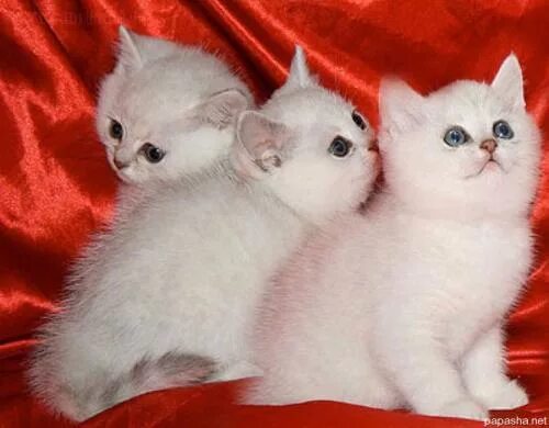 Картины с тематикой "Коты" с изображением мордочки кота - купить по низкой цене 