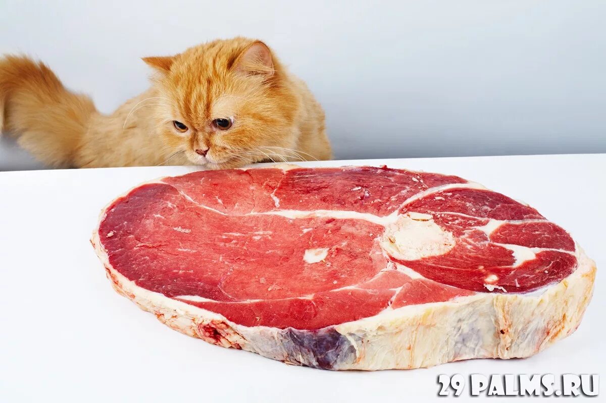 Диетология кошек. Да кошка. Свежее мясо кошке. Кот ворует еду. Свежее мясо кошке.