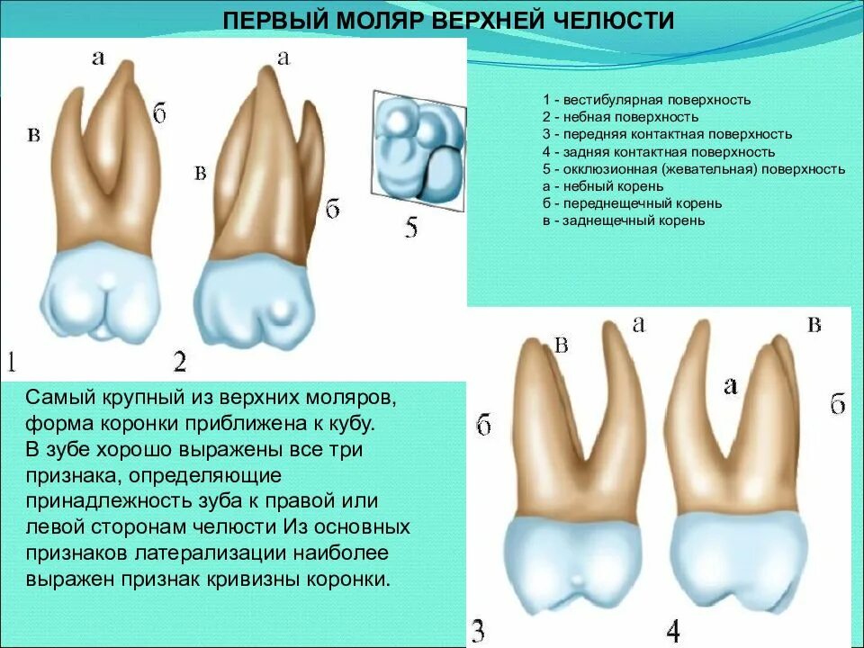 1 Моляр верхней челюсти анатомия. 1 Моляр верхней челюсти корни. 1 Моляр нижней челюсти анатомия.