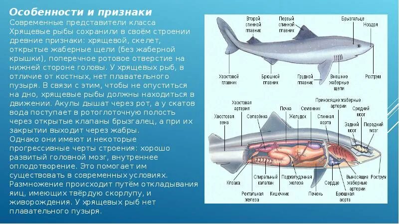 Назовите черты строения наиболее древней группы рыб. Акула строение хрящевой рыбы. особенности внешнего строения хрящевых рыб. общая характеристика класса рыб биология 7 класс. особенности внутреннего строения хрящевых рыб.