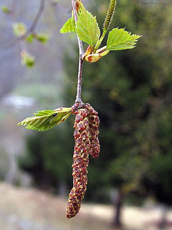 Какие плоды у березы. Betula pendula (verrucosa). Betula pendula Roth. Берёза бородавчатая (Betula verrucosa). Береза повислая побег.