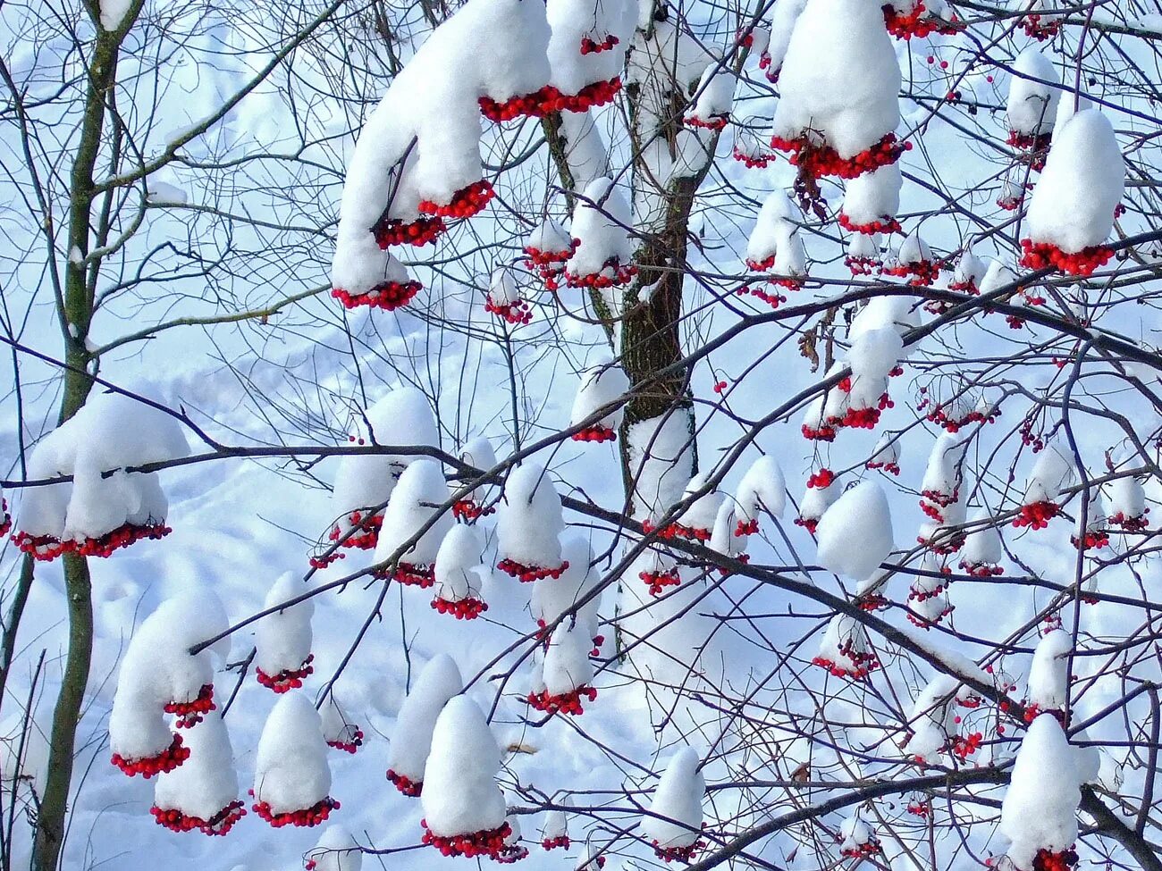 Подскажи в феврале. Зима декабрь. Февраль природа. Декабрь природа. Снег в декабре.