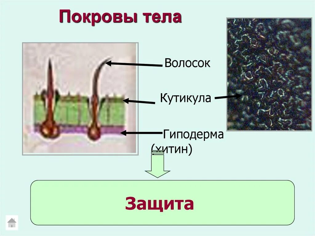 Покровы каких животных образованы хитином огэ. Покровы тела насекомых хитин. хитин кутикула. хитин у муравьев. покровы тела членистоногих кутикула гиподерма.
