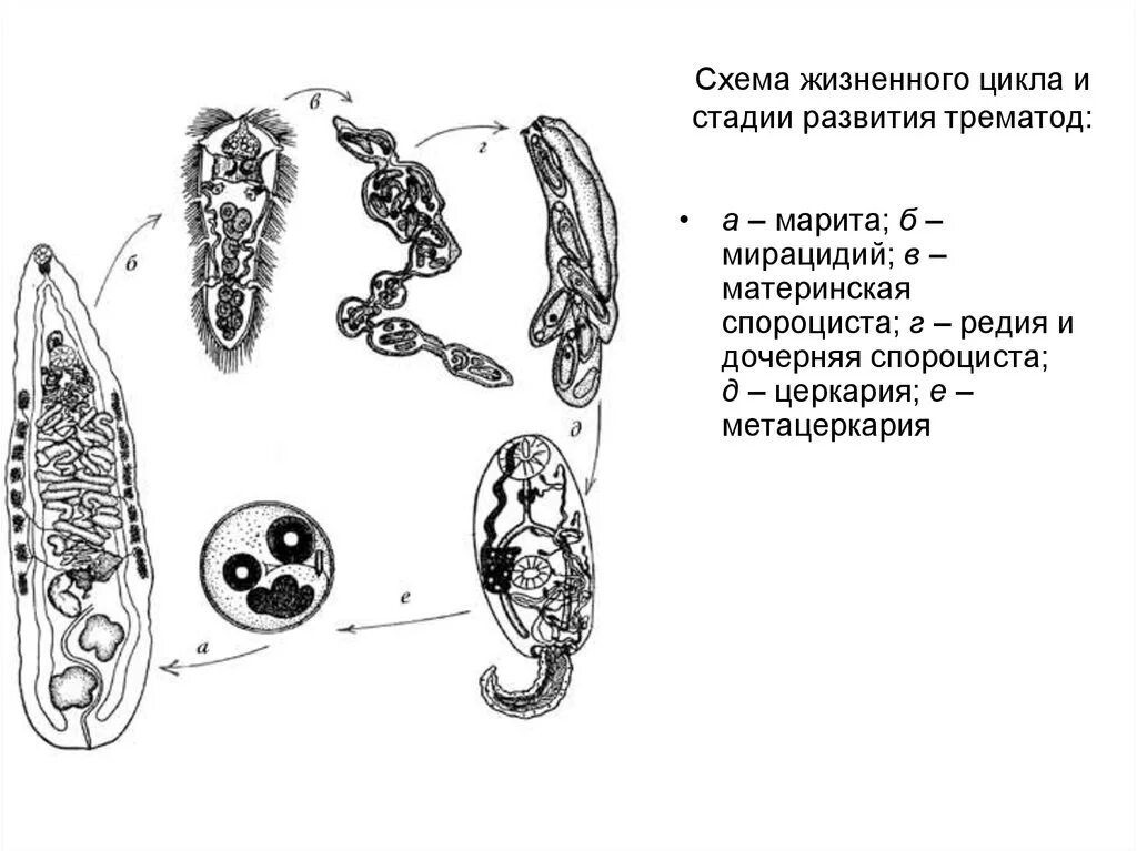 Марита мирацидий. Марита мирацидий редия спороциста церкарий. Церкарий яйцо спороциста мирацидий адолескарий Марита редия. Марита – яйцо – мирацидий – спороциста – редия – церкарий –.