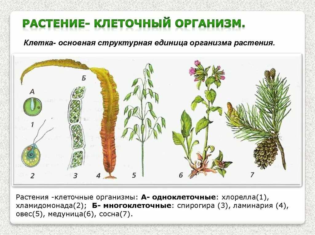 Растение клеточный организм. Строение растительного организма. Многоклеточные растения. Одноклеточные и многоклеточные растения.