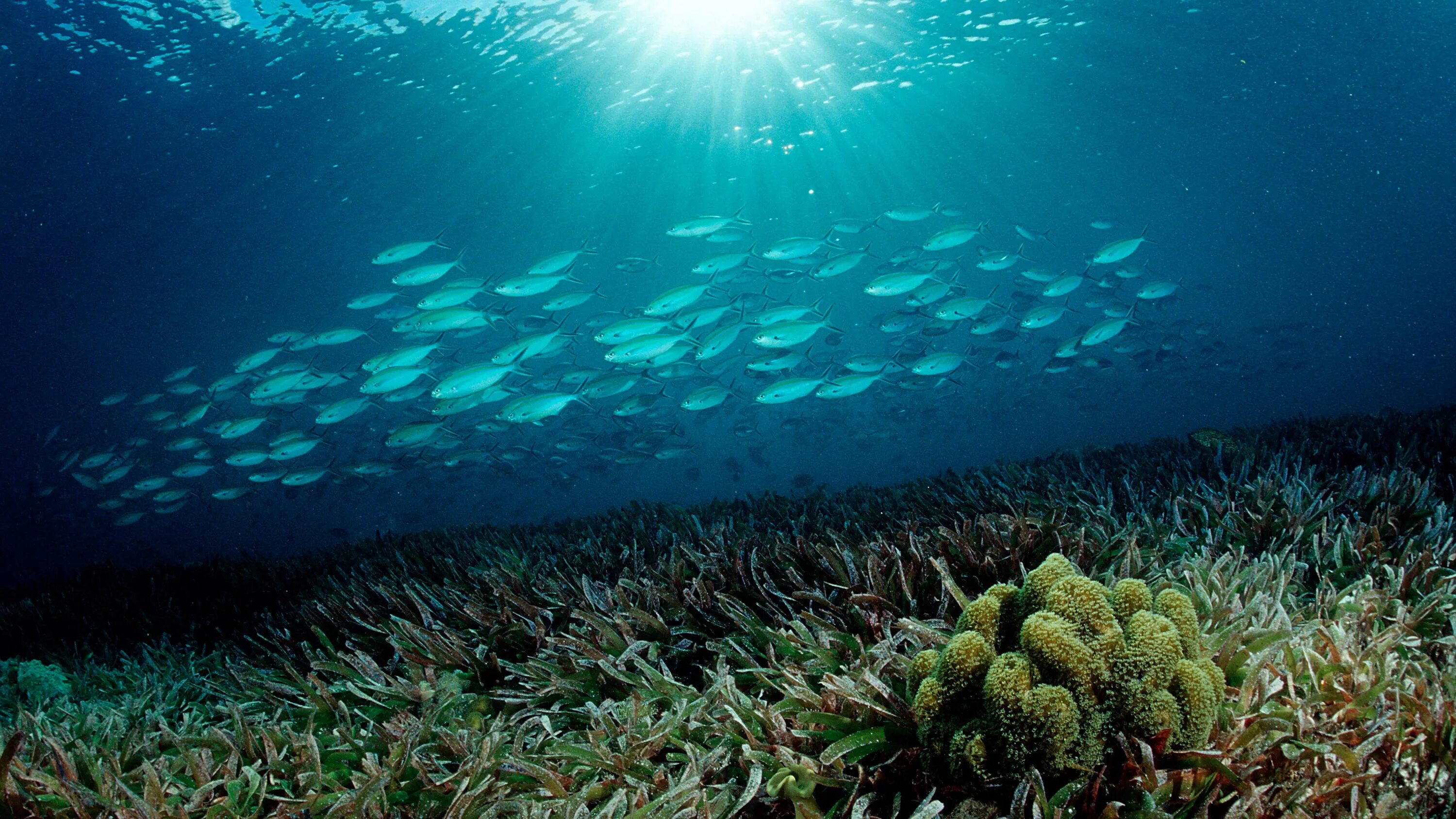 Водоросли на морском дне