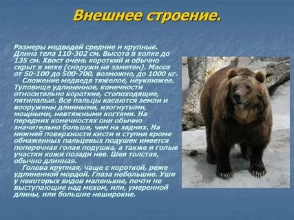 Биологическая роль бурого медведя