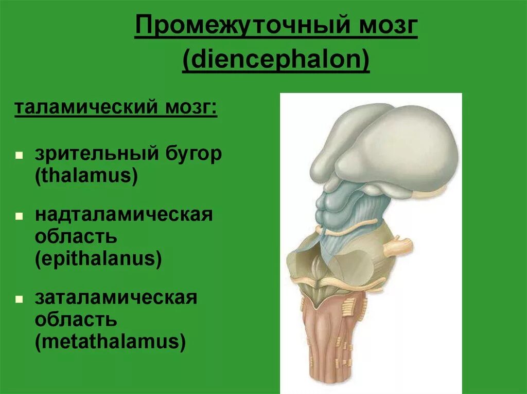 Метаталамус промежуточного мозга. Структуры промежуточного мозга. Промежуточный мозг строение. Промежуточный мозг, его отделы, строение.