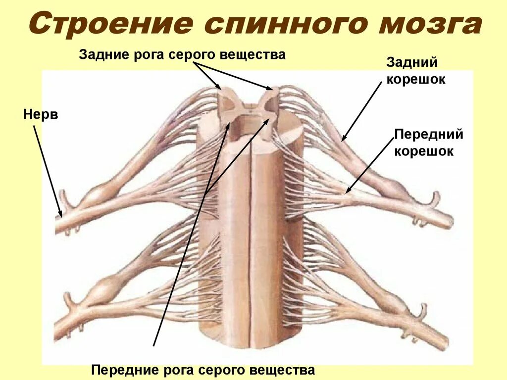 Сколько пар спинномозговых нервов отходит от спинного. Строение спинного мозга и спинномозговых нервов. Задние корешки спинного мозга функции. Наружное и внутреннее строение спинного мозга. Строение спинного мозга корешки анатомия.