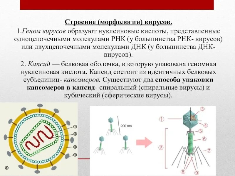 Обязательным компонентом вируса является нуклеиновая кислота. Одноцепочечные и двухцепочечные рнк вирусы. строение двухцепочечной рнк вируса. строение вируса капсид нуклеиновая кислота. структура генома вирусов.