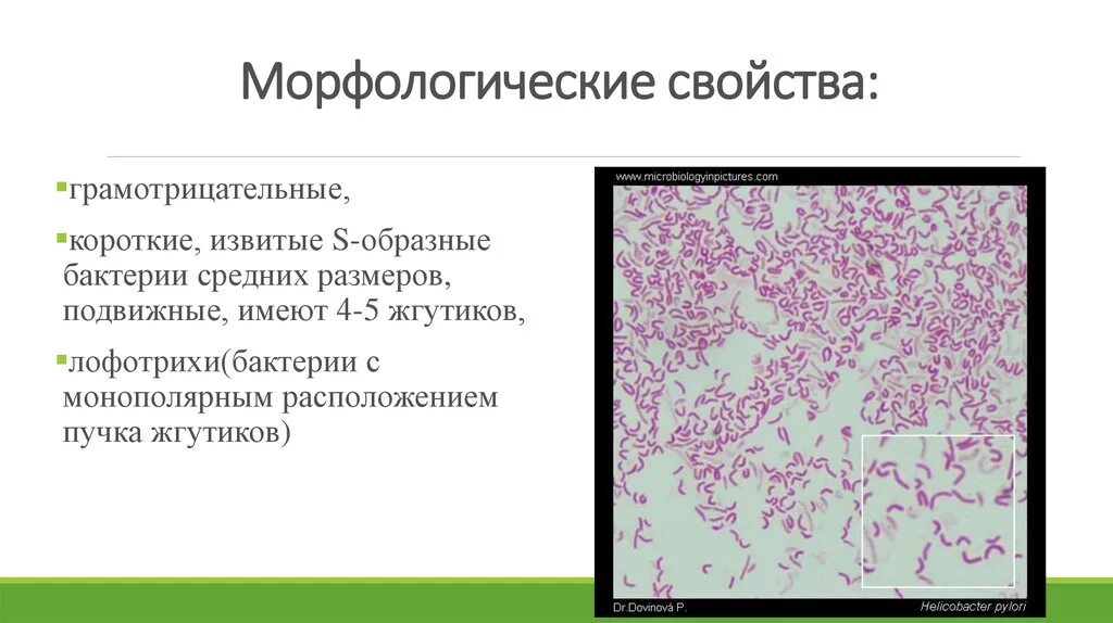 Протей морфологическая характеристика. Морфологические свойства.