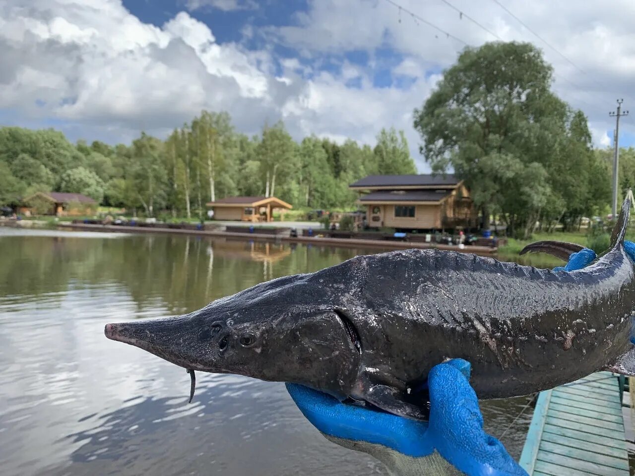 Малек бестер. Осетр в искусственном пруду. Прудик с осетрами. Осетр подводная съемка. Пруд для осетровых.