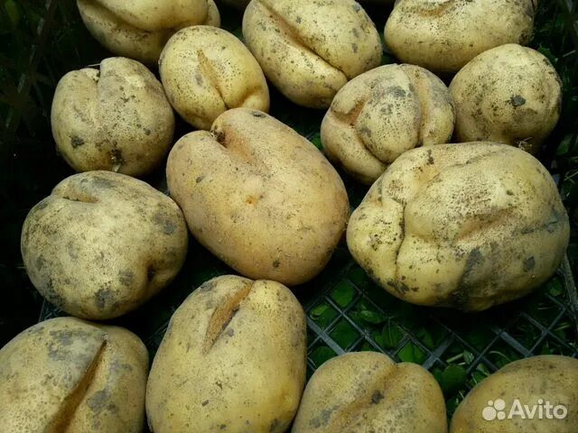 Сорт картофеля коломбо срок созревания. Сорт картофеля Коломбо. Сорт картошки Коломбо. Семена картофеля Коломбо. Сорт ранней картошки Коломбо.