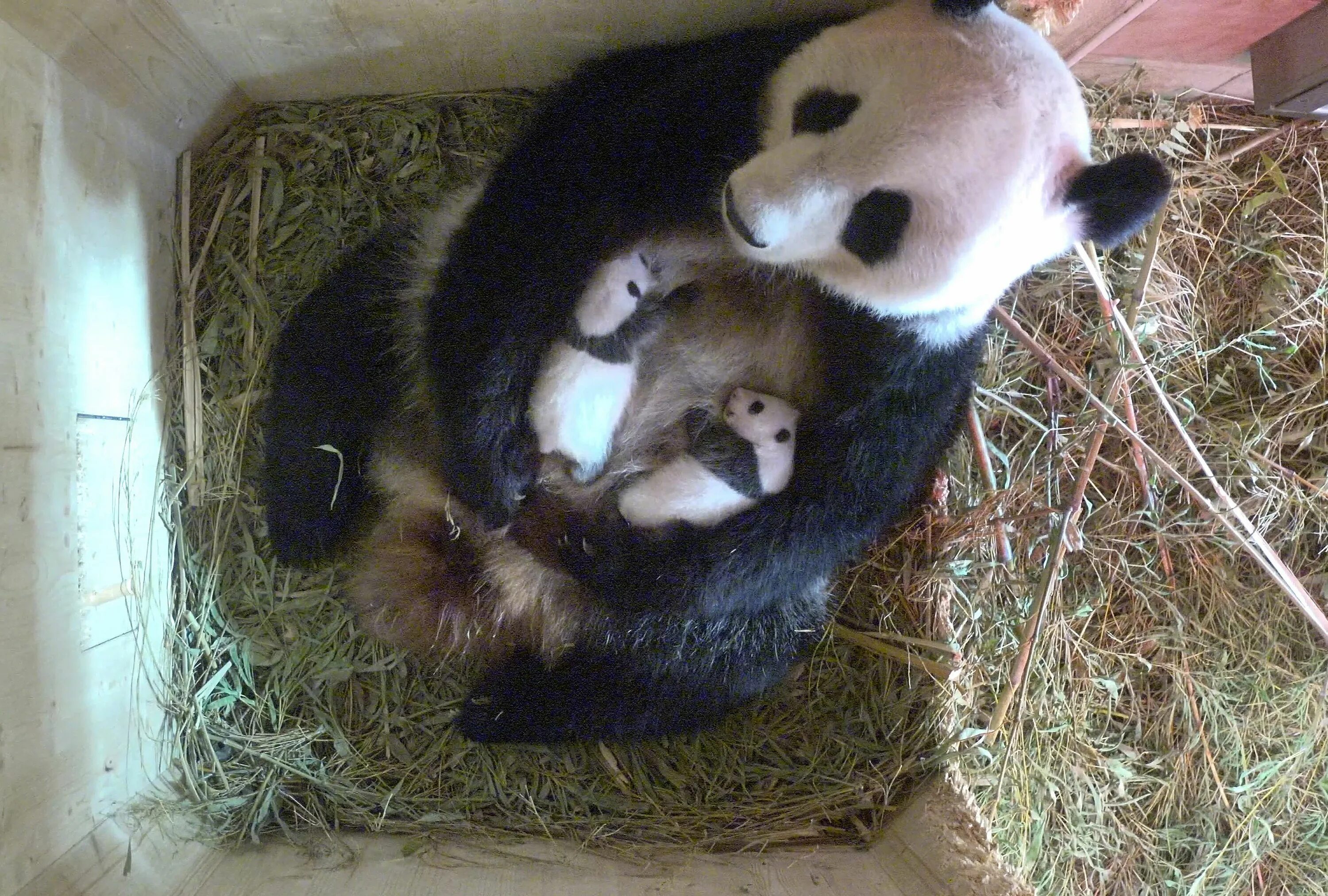 Панда сколько детенышей. Новорожденный Панда. Новорожденные панды. Панда с детёнышем. Рождение панды.