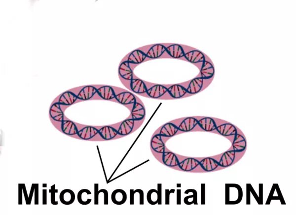 Форма кольцевой днк. Митохондриальная ДНК. Митохондриальная ДНК схема. Митохондриальная ДНК дрожжей линейная. Кольцевая ДНК.