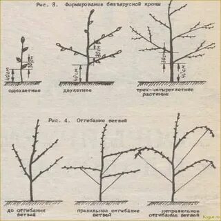 Груша чижовская посадка весной