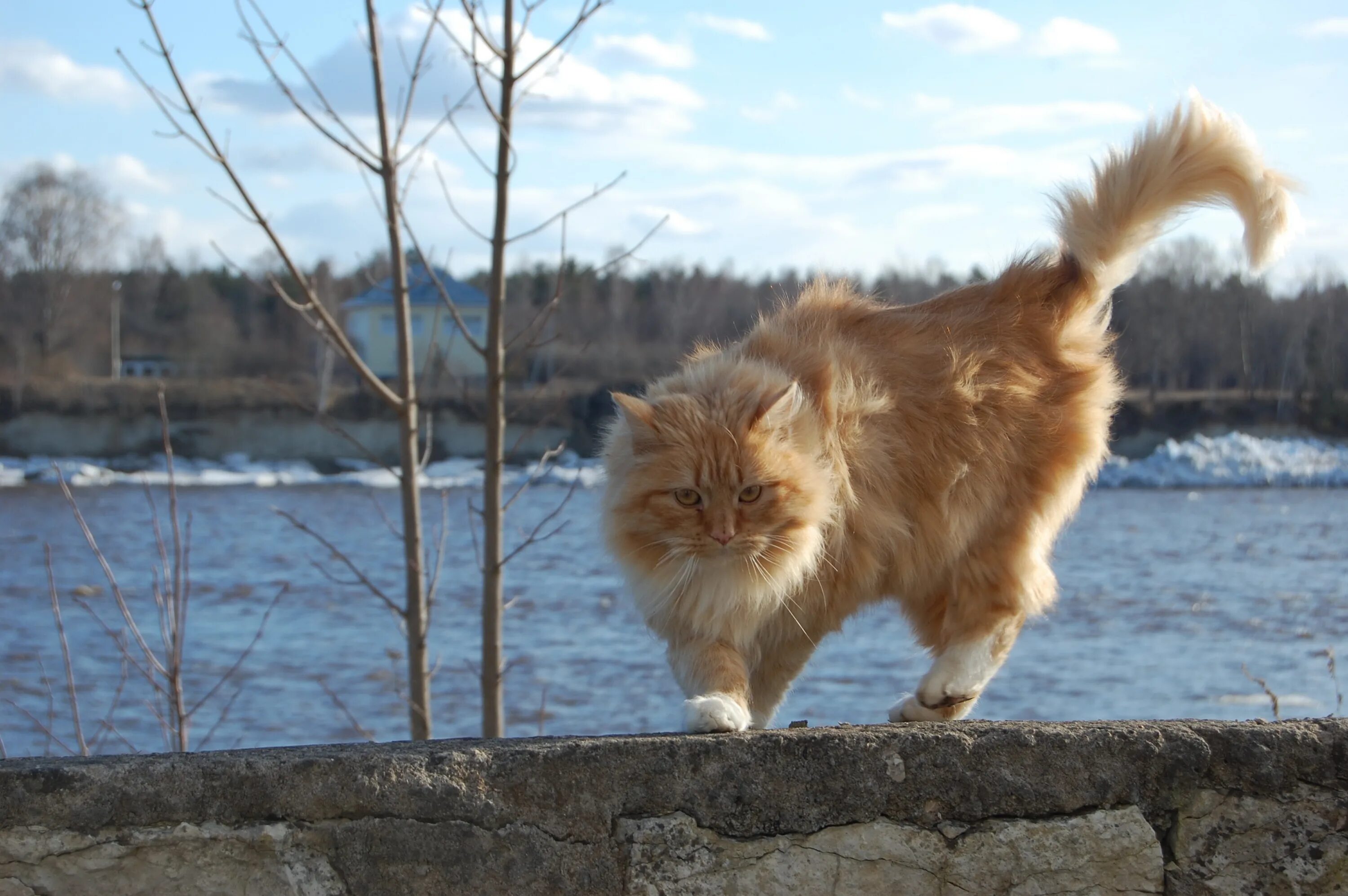 Wind cat
