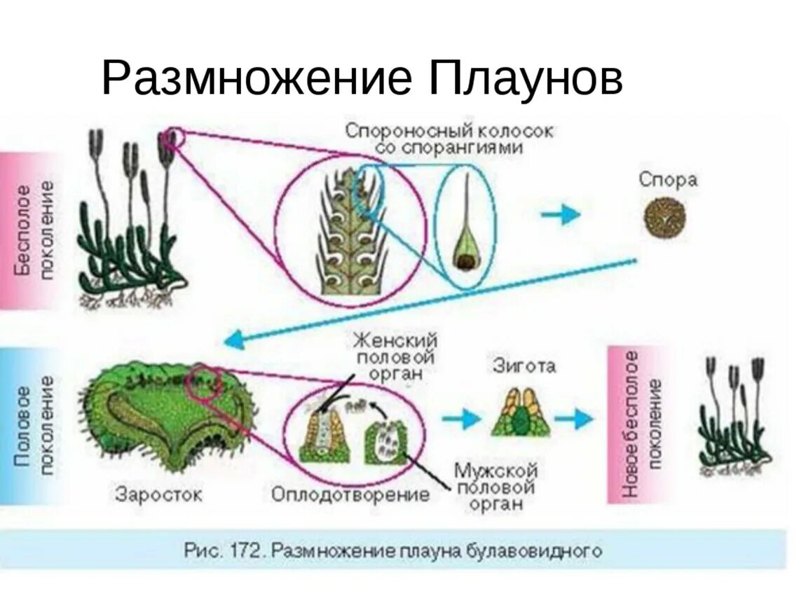 Цикл размножения плаунов схема. Цикл развития плаунов схема. Цикл развития плауна булавовидного схема. Размножение плаунов папоротников.