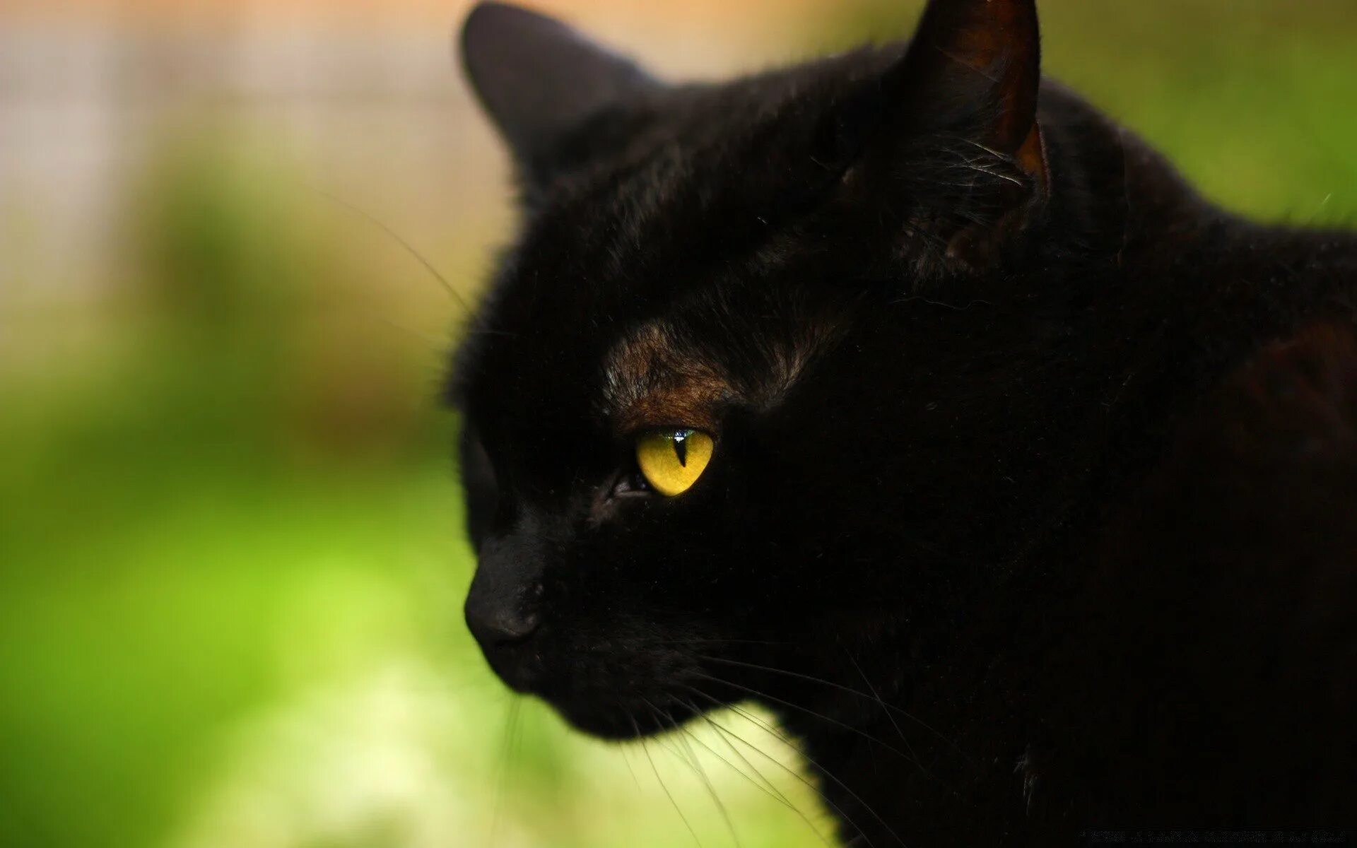 Жизнь черного кота