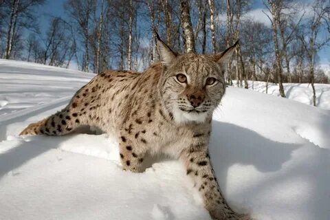 Lynx подбор