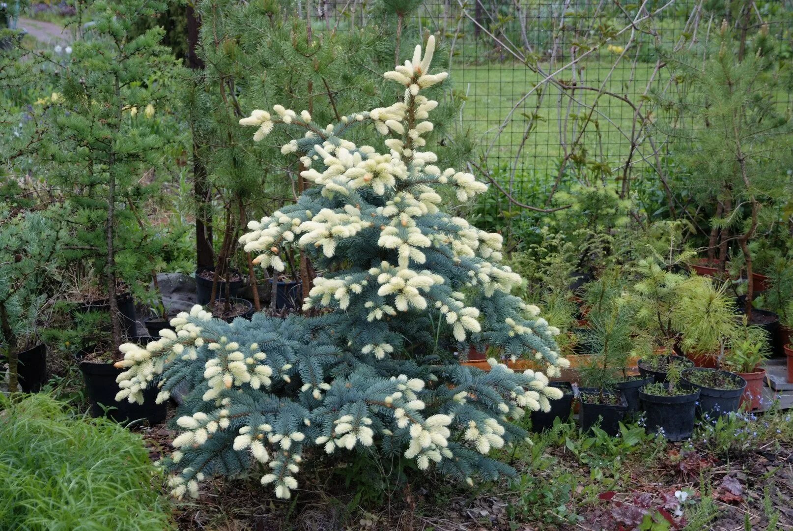 Ель колючая bialobok. Ель колючая "bialobok" (белобок). Ель колючая bialobok. Ель колючая белобок. Ель колючая bialobok.