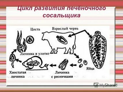 Личиночная стадия печеночного сосальщика
