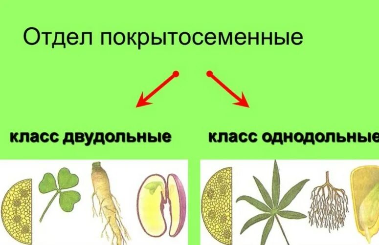Пучки у однодольных и двудольных. Покрытосеменные растения однодольные и двудольные. отделы однодольных и двудольных растений. отдел цветковые класс двудольные. классы цветковых растений однодольные и двудольные.