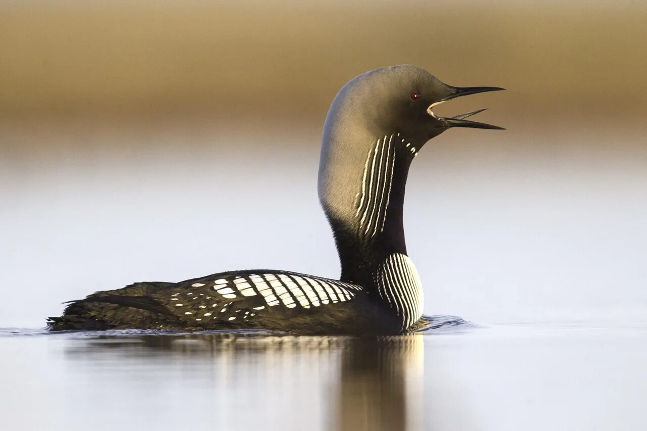 пернатые обитатели