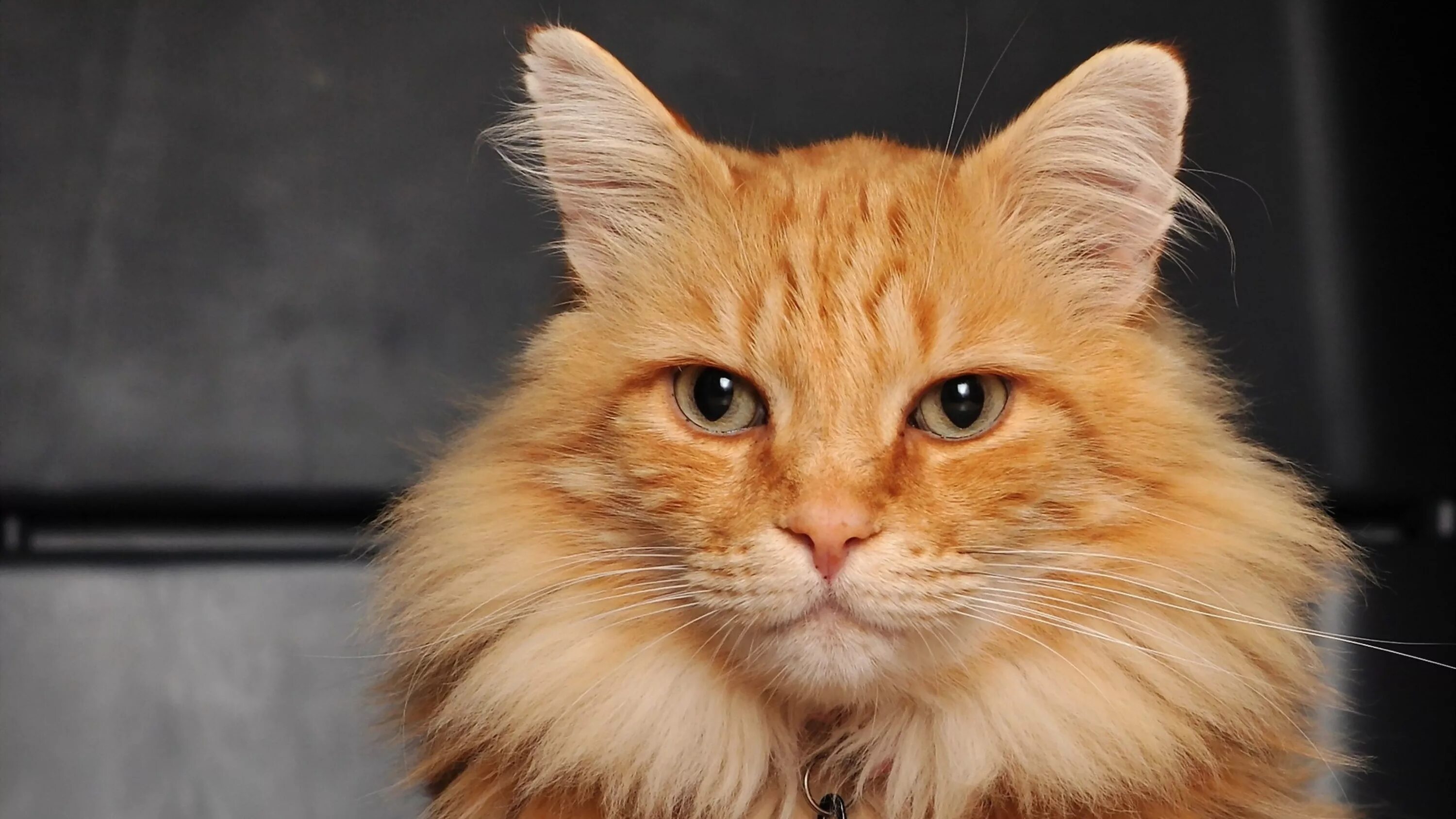 Где рыжий. Рыжий длинношерстный Сибирский кот. Сибирская кошка рыжая длинношерстная. Норвежская Лесная кошка рыжая. Беспородный длинношерстный рыжий кот.