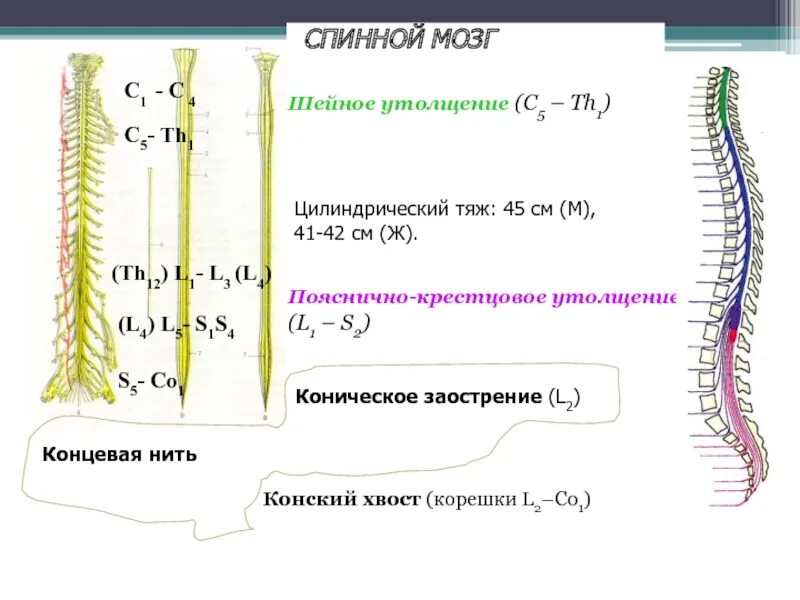 Уровне сегментов спинного мозга. Поясничное утолщение спинного мозга. протяженность шейного утолщения спинного мозга. пояснично крестцовое утолщение на уровне. функция шейного утолщения спинного мозга.