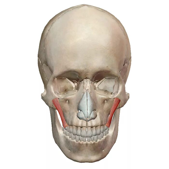 малая скуловая мышца