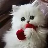 Милы ф