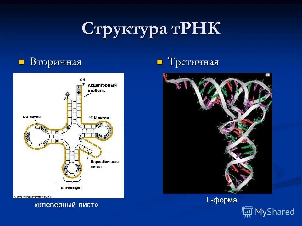 Трансляция т рнк. Структуры РНК первичная вторичная и третичная. L-форма ТРНК. Особенности первичной, вторичной и третичной структуры РНК.. Строение РНК первичная вторичная третичная структура.