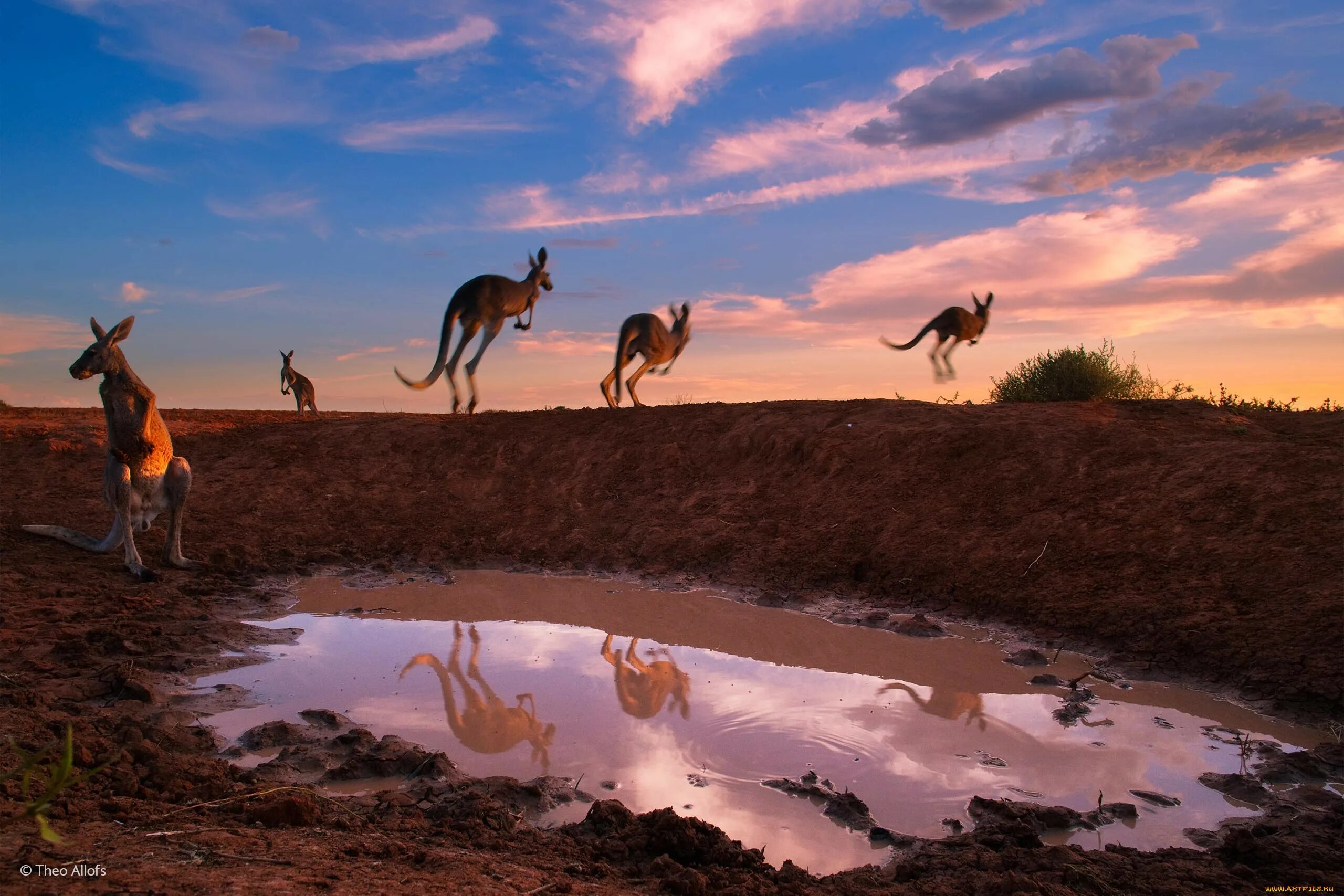 Каждое утро в африке. Вилдлайф фотографер. Лучшие снимки дикой природы. Австралия природа. Дикая природа Австралии.