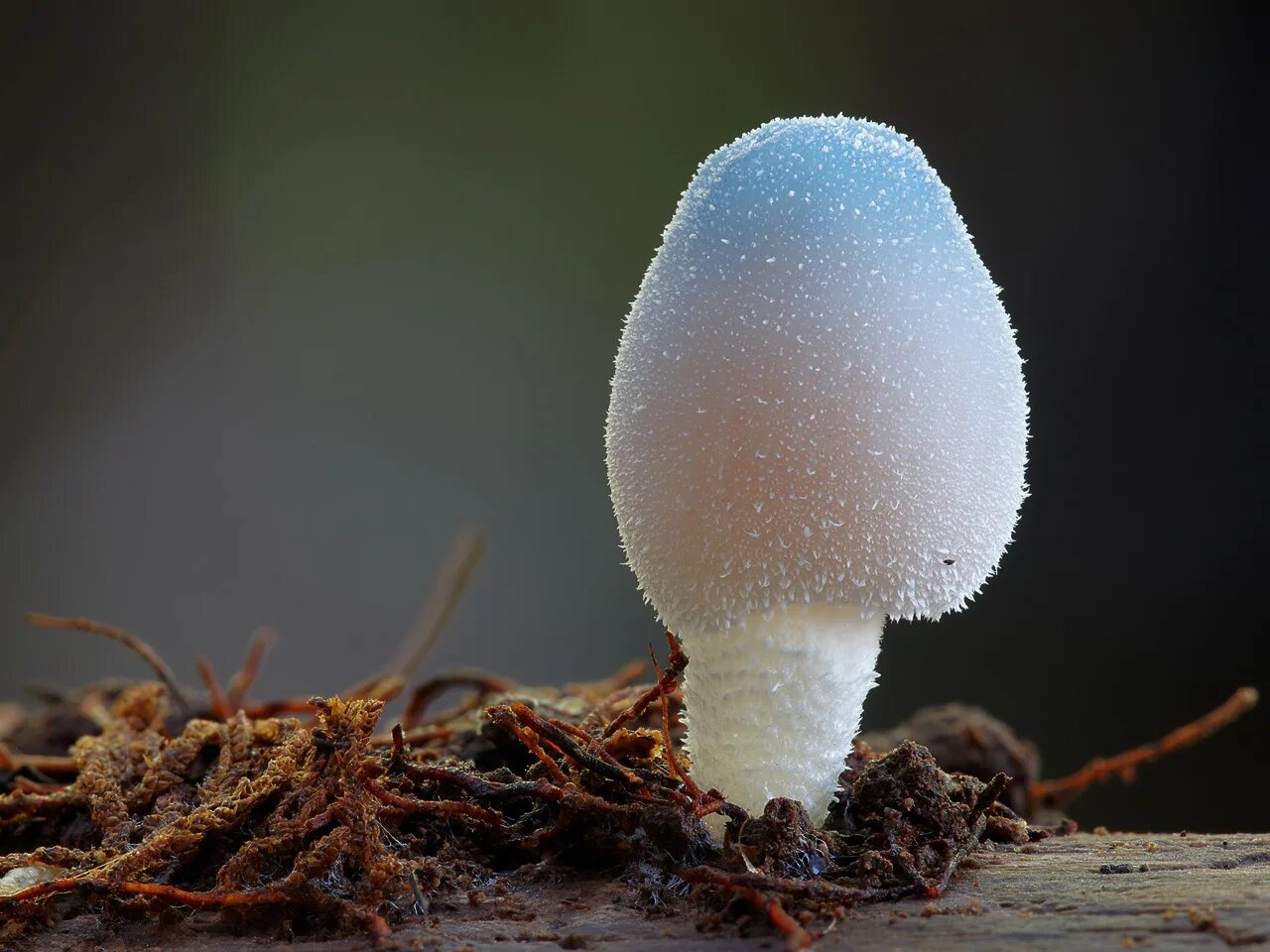 Включи редкие грибы. Лерациомицес (leratiomyces). Грибы leratiomyces SP.. Голубой гриб Лерациомицес. Стив Аксфорд мир грибов.