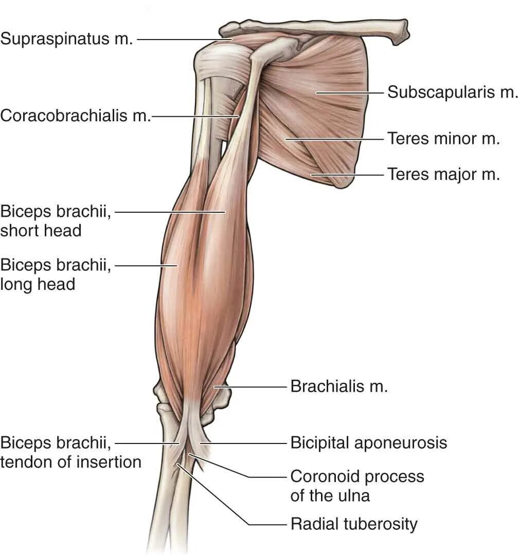 К чему крепится бицепс. Брахиалис анатомия. Брахиалис мышца анатомия. Брахиалис крепление. Бицепс руки анатомия.