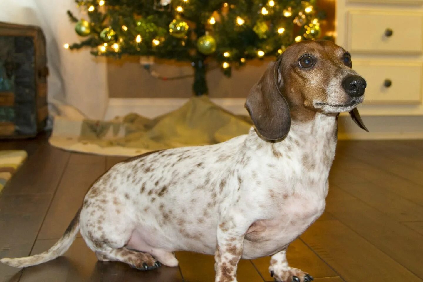 Пайболд. Такса пайболд триколор. Пайболд длинношерстный. Такса окрас пайболд. Пайболд такса длинношерстная.