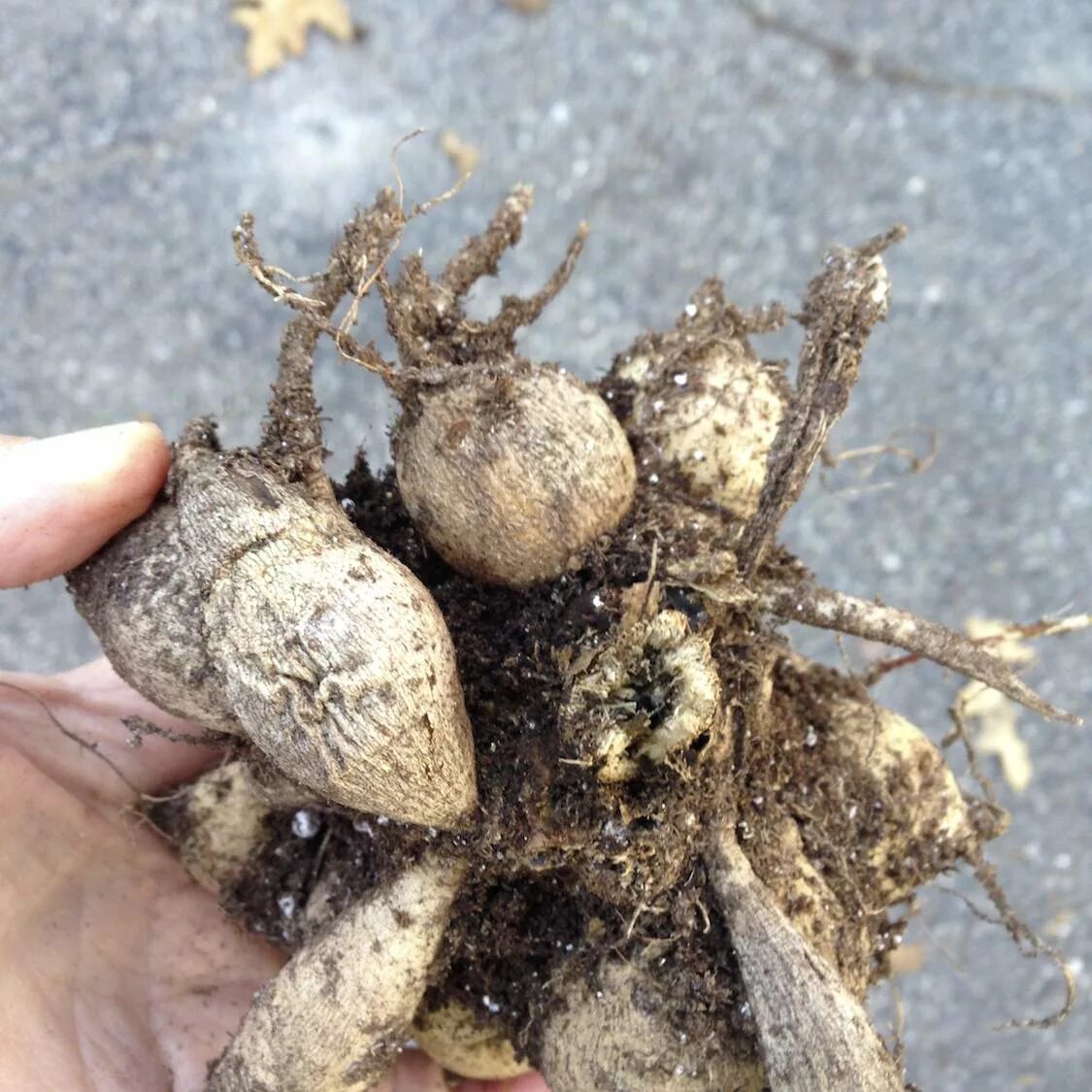 цветы с корнями клубнями. клубневые растения. клубневые растения. лилии клубневые. клубневые растения.