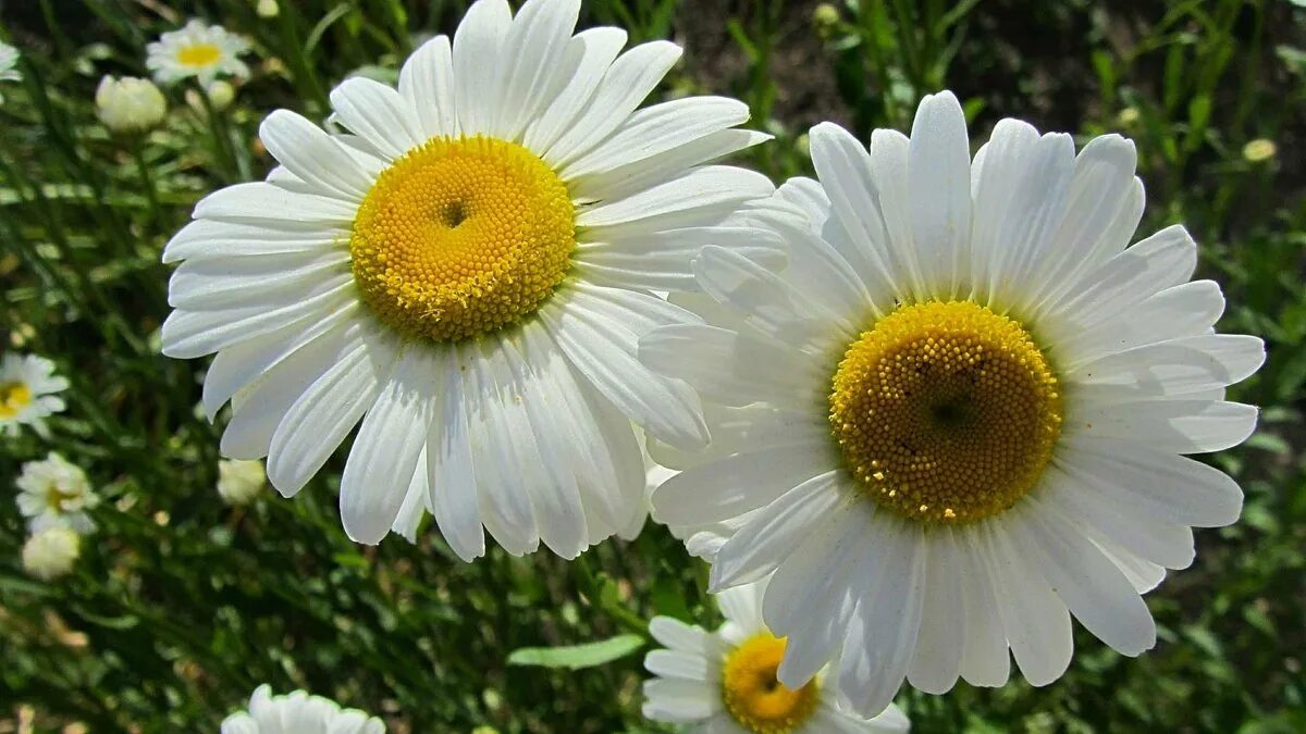 контакты ромашка