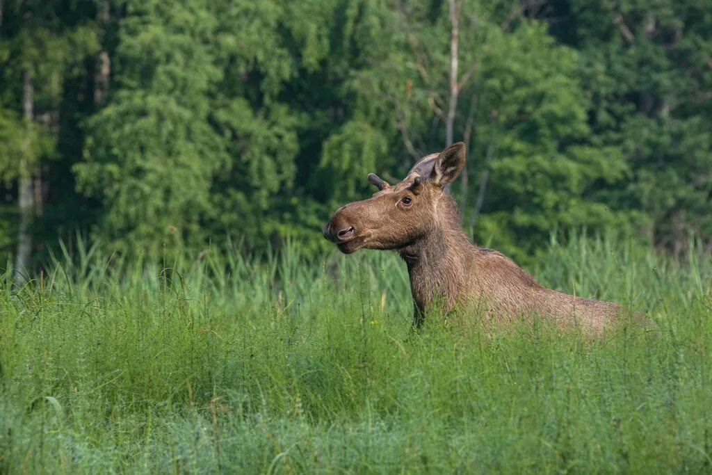 хопёрский заповедник экотропы. остров врангеля заповедник. заповедник биосферный заповедник национальный парк. скульптура кота. животные татарстана.