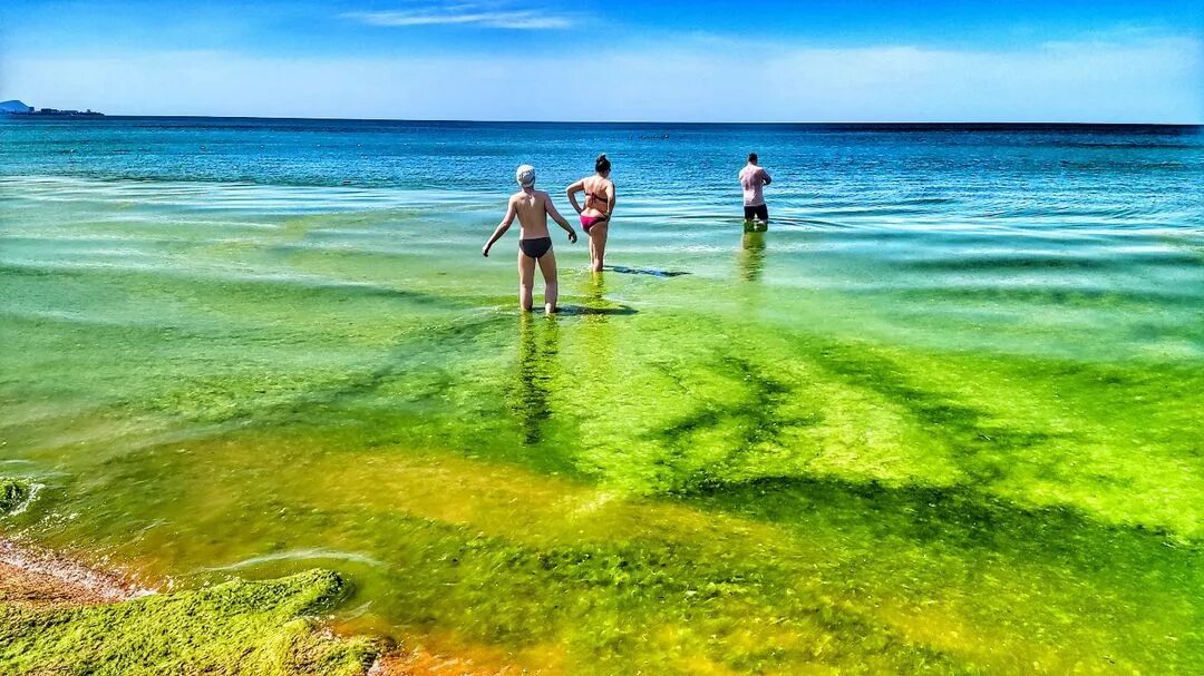 Цветет ли анапа. Черное море Анапа цветет водоросли. Цветение моря Витязево Анапа. Анапа цветет море 2022. В Анапе зацвело море.