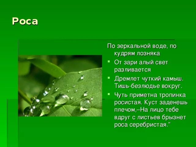 По кудрям лозняка. По зеркальной воде по кудрям лозняка от зари алый свет разливается. Предложение с серебристая роса. Серебристая роса составить предложение.