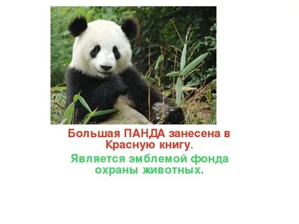Почему панда занесена в красную книгу
