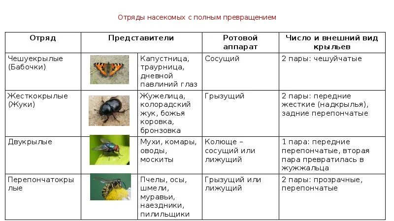 Отряд насекомых тип развития. Отряды насекомых таблица. Отряды насекомых с полным превращением. Отряды насекомых с полным метаморфозом. Отряды насекомых схема.