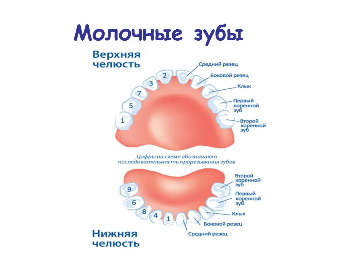 Как отличить молочный зуб. Как определить какие молочные зубы у ребенка 10 лет. Схема удаления молочных зубов у детей. Какие молочные зубы снизу. Прорезывание зубов Верхние резцы.