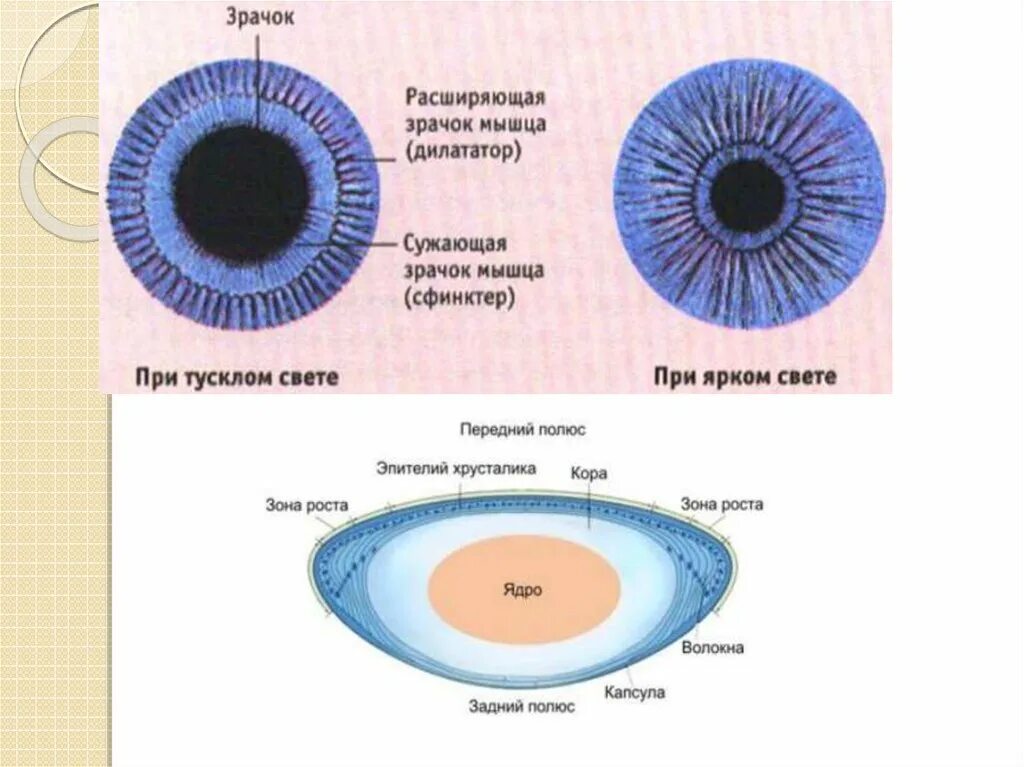 Сужение и расширение зрачка. Зрачок сужается и расширяется. Сокращение радиальной мышцы Радужки. Дилататор и сфинктер зрачка. Какой отдел расширяет зрачок