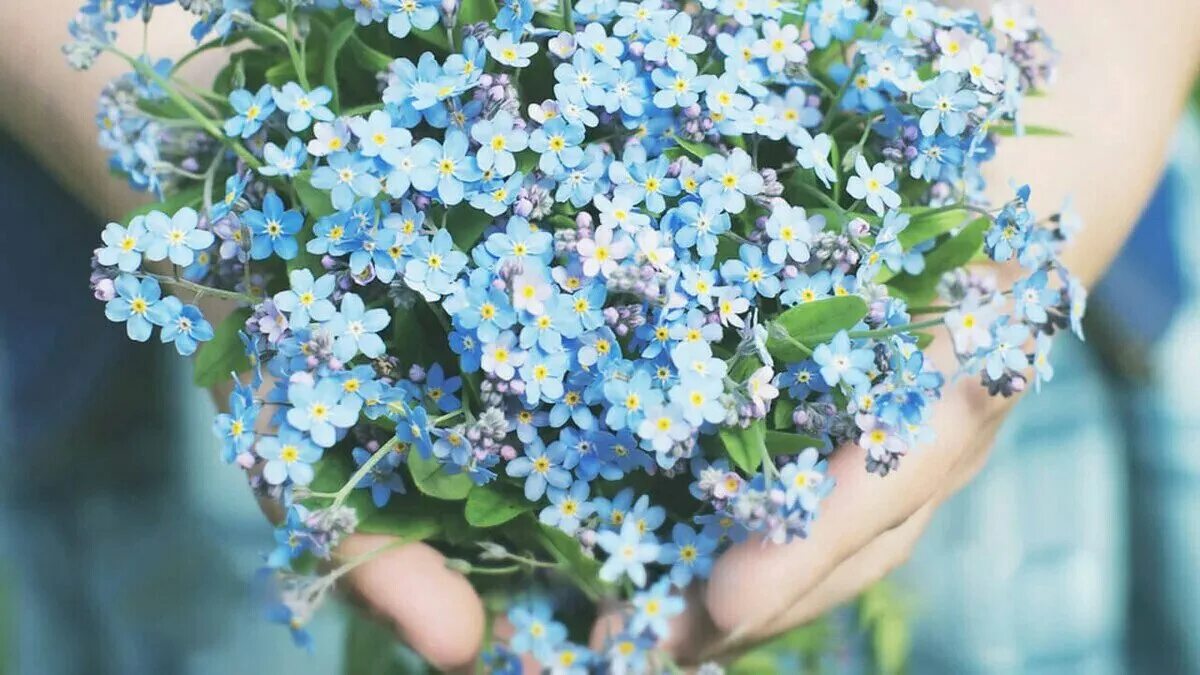 День незабудки картинки. Незабудка полевая (myosotis arvensis). Гипсофила голубая. Незабудки для мамы. Первоцветы незабудка.
