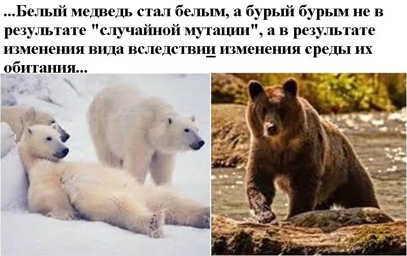 Какую среду освоил медведь. Белый и бурый медведь. Сходства белого и бурого медведя. Различия белого и бурого медведя. Белый и бурый медведь сравнение.